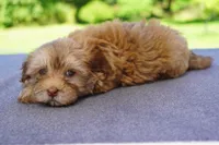 AKC Female 2, a female Havanese for sale in Wilson, NY – 1 of 8