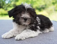 AKC Female 5 on hold, a female Havanese for sale in Wilson, NY – 9 of 10