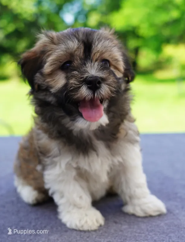 AKC Female 6 – Havanese puppy for sale in Wilson, NY