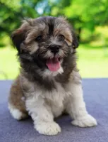 AKC Female 6, a female Havanese for sale in Wilson, NY – 4 of 5