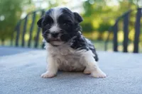 AKC Female 5, a female Havanese for sale in Wilson, NY – 3 of 7