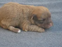 AKC Female 2, a female Havanese for sale in Wilson, NY – 4 of 6