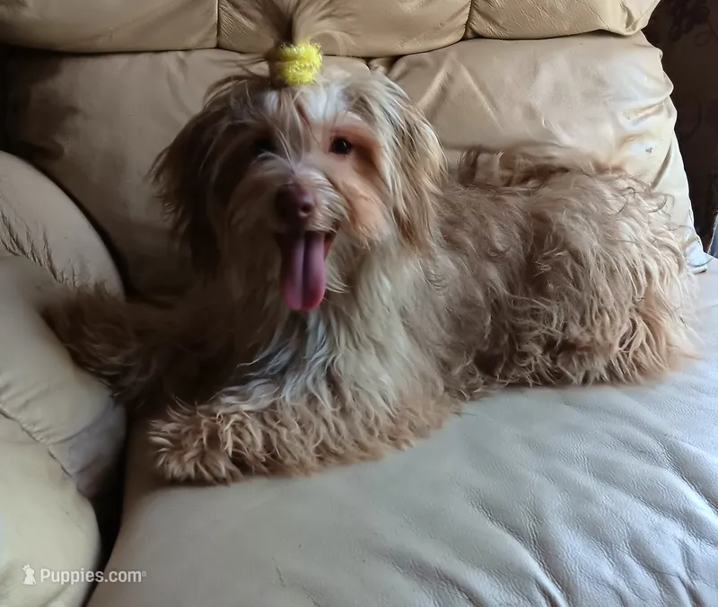 AKC Female – Havanese puppy for sale in Wilson, NY