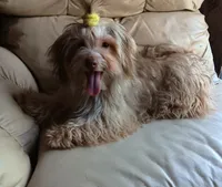 AKC Female, a female Havanese for sale in Wilson, NY – 1 of 7