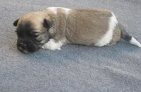 AKC Male 2 on hold, a male Havanese for sale in Wilson, NY – 3 of 6