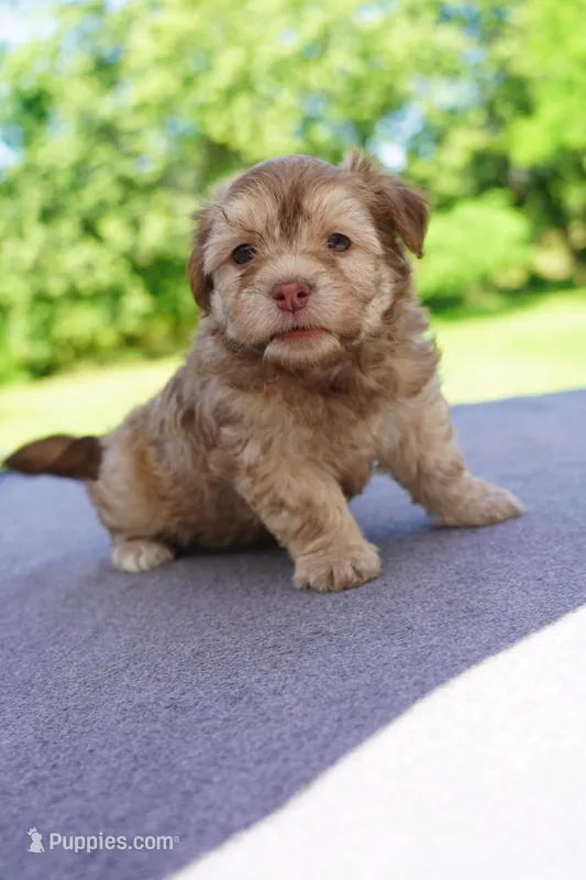 AKC Male 3 – Havanese puppy for sale in Wilson, NY
