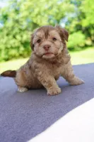 AKC Male 3, a male Havanese for sale in Wilson, NY – 1 of 5