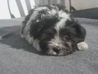 AKC Female 5 on hold, a female Havanese for sale in Wilson, NY – 7 of 10