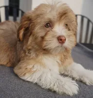 AKC Female , a female Havanese for sale in Wilson, NY – 2 of 4