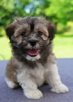 AKC Female 6, a female Havanese for sale in Wilson, NY – 2 of 5