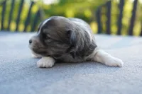 AKC Female 4, a female Havanese for sale in Wilson, NY – 3 of 4
