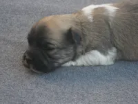 AKC Male 2 on hold, a male Havanese for sale in Wilson, NY – 4 of 6