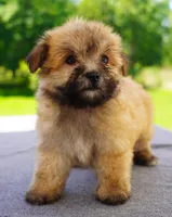 AKC Female 3, a female Havanese for sale in Wilson, NY – 4 of 5