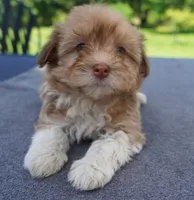 AKC Female 2, a female Havanese for sale in Wilson, NY – 5 of 5