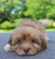 AKC Female 2, a female Havanese for sale in Wilson, NY – 2 of 5