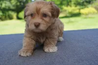AKC Male 2, a male Havanese for sale in Wilson, NY – 6 of 7