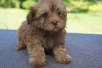 AKC Female 2, a female Havanese for sale in Wilson, NY – 5 of 8