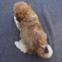 AKC Female 2, a female Havanese for sale in Wilson, NY – 4 of 5