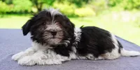 AKC Female 5 on hold, a female Havanese for sale in Wilson, NY – 8 of 10