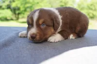 AKC RTM , a male Australian Shepherd for sale in Wilson, NY – 2 of 5