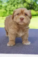 AKC Male 2, a male Havanese for sale in Wilson, NY – 3 of 7