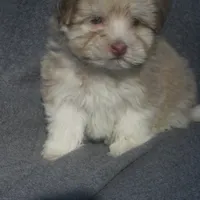 AKC Male, a male Havanese for sale in Wilson, NY – Photo 5 of 10