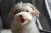 AKC Male, a male Havanese for sale in Wilson, NY – 6 of 8