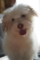 AKC Male, a male Havanese for sale in Wilson, NY – 7 of 8