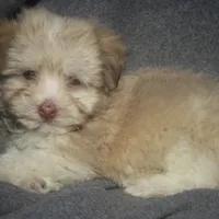AKC Male, a male Havanese for sale in Wilson, NY – Photo 6 of 10