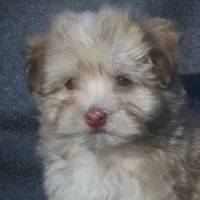 AKC Male, a male Havanese for sale in Wilson, NY – Photo 8 of 10