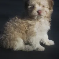 AKC Male, a male Havanese for sale in Wilson, NY – Photo 2 of 10