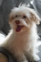 AKC Male, a male Havanese for sale in Wilson, NY – 3 of 8