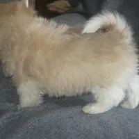 AKC Male, a male Havanese for sale in Wilson, NY – Photo 10 of 10