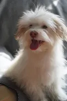 AKC Male, a male Havanese for sale in Wilson, NY – 2 of 8