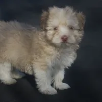 AKC Male, a male Havanese for sale in Wilson, NY – Photo 3 of 10