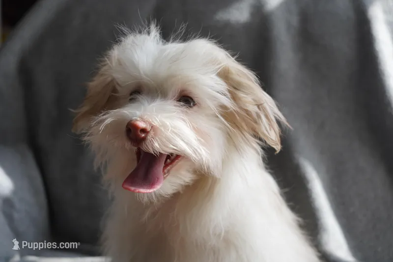 AKC Male – Havanese puppy for sale in Wilson, NY