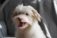 AKC Male, a male Havanese for sale in Wilson, NY – 4 of 8