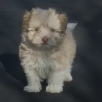 AKC Male, a male Havanese for sale in Wilson, NY – Photo 4 of 10