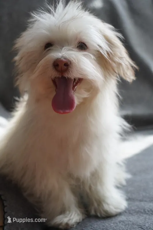 AKC Male – Havanese puppy for sale in Wilson, NY