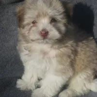 AKC Male, a male Havanese for sale in Wilson, NY – Photo 7 of 10