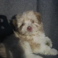 AKC Male, a male Havanese for sale in Wilson, NY – Photo 9 of 10