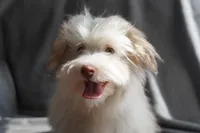 AKC Male, a male Havanese for sale in Wilson, NY – 5 of 8