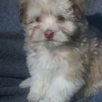 AKC Male, a male Havanese for sale in Wilson, NY – Photo 1 of 10