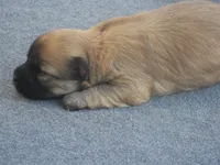 AKC Female 3, a female Havanese for sale in Wilson, NY – 6 of 8