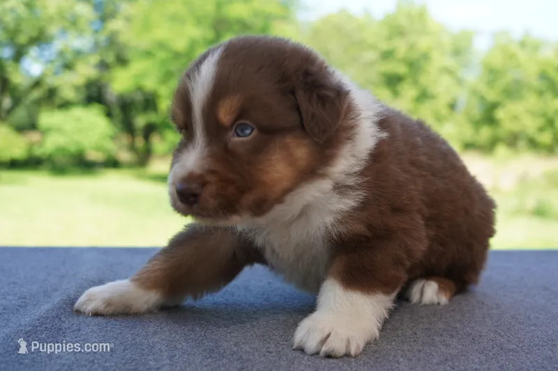 AKC RTM  – Australian Shepherd puppy for sale in Wilson, NY