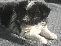 AKC Female 5 on hold, a female Havanese for sale in Wilson, NY – 5 of 10