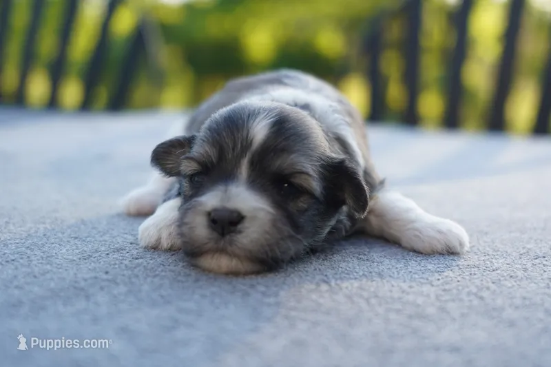 AKC Female 4 – Havanese puppy for sale in Wilson, NY
