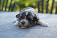 AKC Female 4, a female Havanese for sale in Wilson, NY – 1 of 4