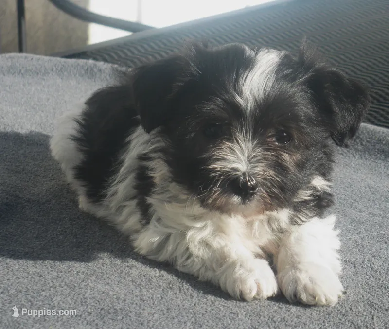 AKC Female 5 – Havanese puppy for sale in Wilson, NY