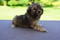 AKC Male 4, a male Havanese for sale in Wilson, NY – 5 of 5